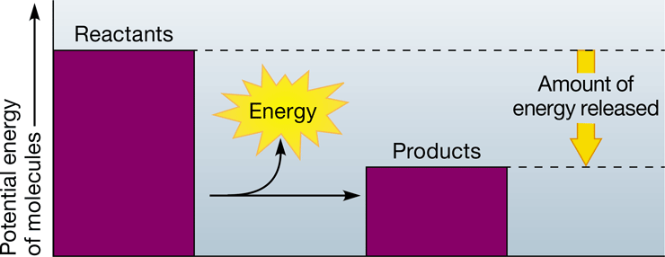 <p>-energy-releasing chemical reaction in which the reactants contain more potential energy than the products</p><p>-i.e. cellular respiration</p>