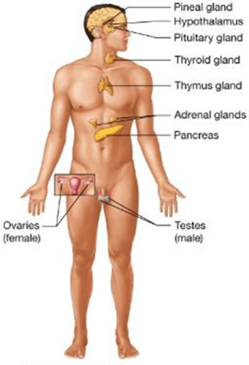 <p>Which body system regulates body functions and the functions of muscles, glands, and tissues using hormones?</p><p>A) Nervous system</p><p>B) Muscular system</p><p>C) Endocrine system</p><p>D) Circulatory system</p>