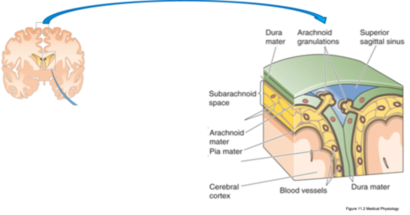 <p>What are the 3 types of meninges?</p>
