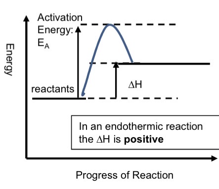 <p>Energy is transferred from the surroundings to the system (chemicals)</p><p>They require an input of heat energy eg thermal decomposition of calcium carbonate</p><p>The products have more heat energy than the reactants</p><p>The H change is POSITIVE</p><ul><li><p>chemical system gains energy, surroundings loose energy, temperature of the surroundings decreases </p></li></ul><p></p>