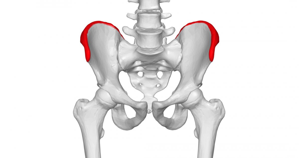 <p>superior ridge of the ilium</p>