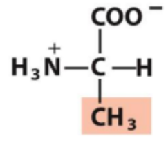 <p>Identify this amino acid</p>