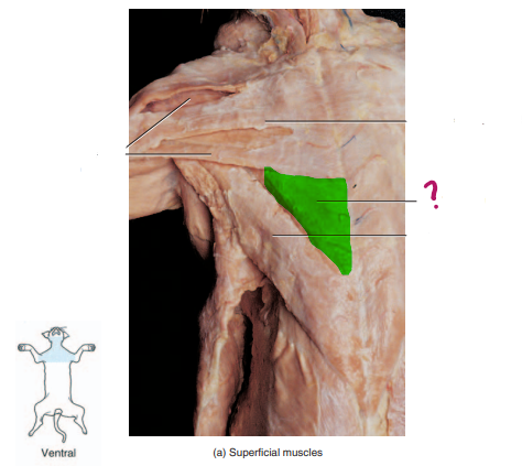 <p>draws forelimb towards midline</p>