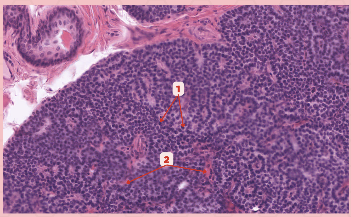 <p>Identify the structure labeled as 2.</p>