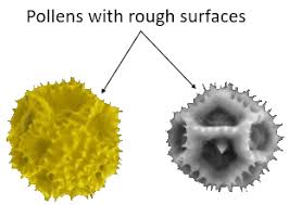 <p>What do the pollen grains of an insect-pollinated flower look like?</p>