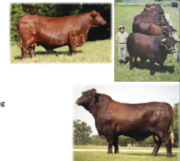 <p>Origin: King ranch in Texas, 5/8 shorthorn&amp;3/8 brahman</p>
