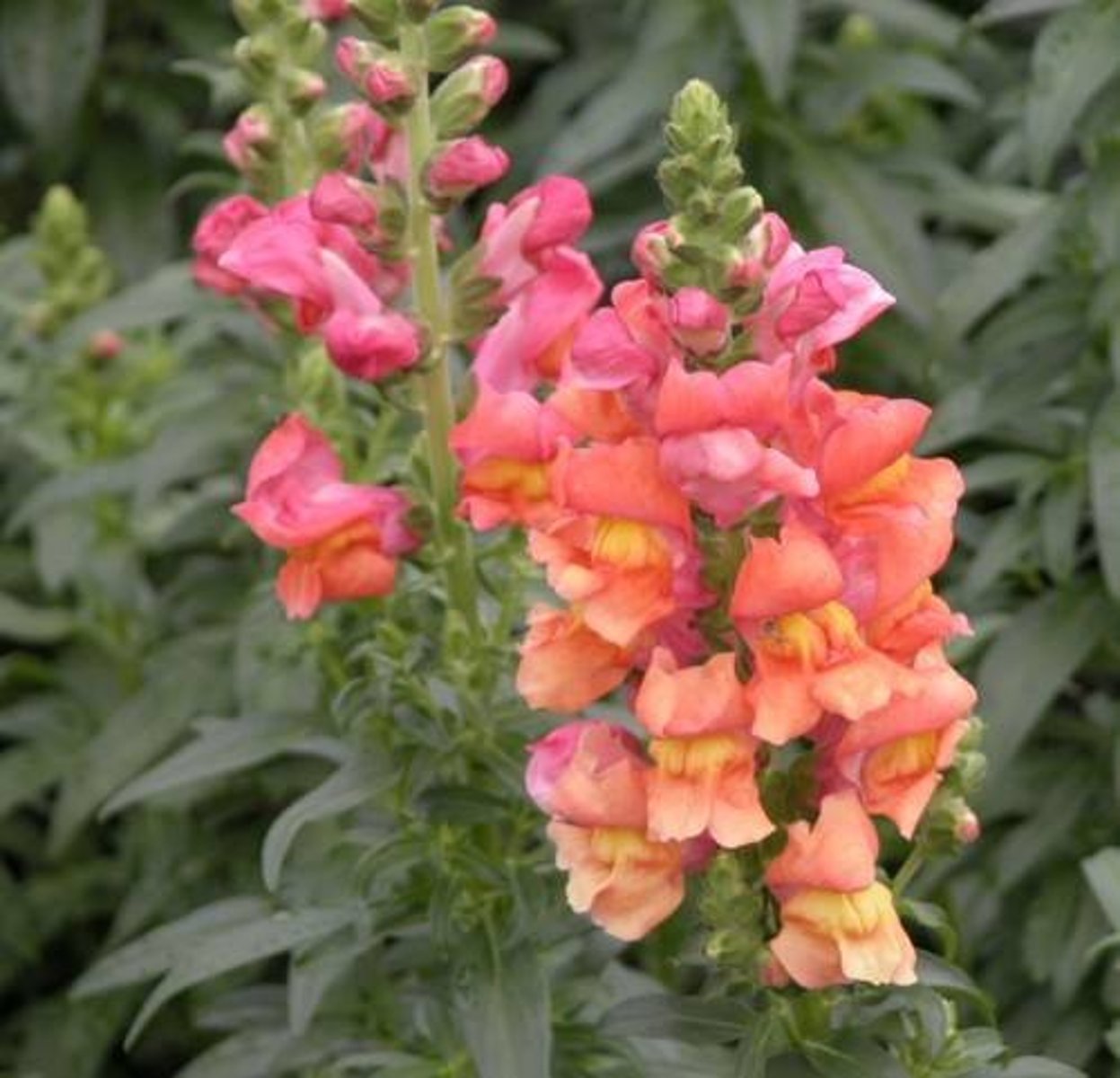 <p>Upright form</p><p>Flower well from spring to fall</p><p>Dragon-shaped, tubular, two-lipped, closed flowers</p><p>Flowers come in both pastel and bright colors such as shades of white, yellow, red, pink, orange, peach and purple (some bicolors)</p><p>Lance shaped, glossy dark green leaves (to 3" long)</p>
