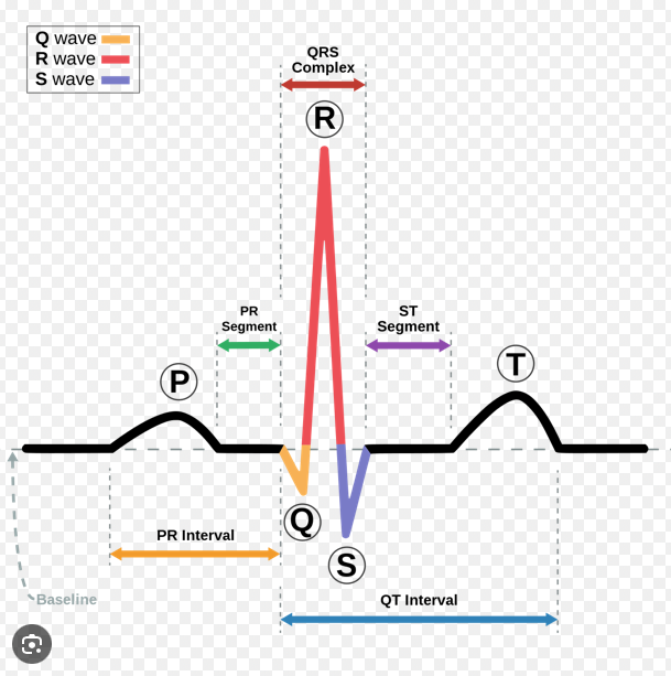 <p>shows changes in heart during cardiac cycle, displayed as an ECG</p>