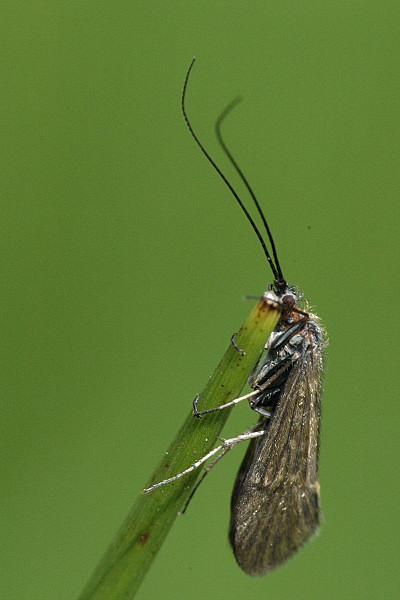 <p>Family: Hydropsychidae (net-spinning caddisflies)</p><p></p><p>Antennae often not longer than forewings</p><p>Ocelli absent</p><p>Mesoscutum lacks warts</p><p>Maxillary palp 5-segmented with apical segment elongate</p>