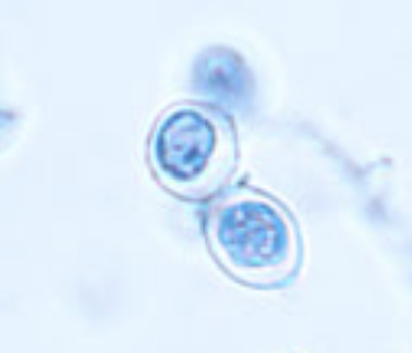 <p>What organism is this?</p>