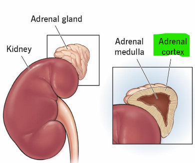 <p>Adrenal cortex </p>