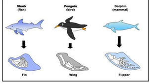 <p>The three organisms below all use forelimbs to swim through the water. These appendages do not share an evolutionary history, they evolved from different features. Therefore they are ___ structures.</p>