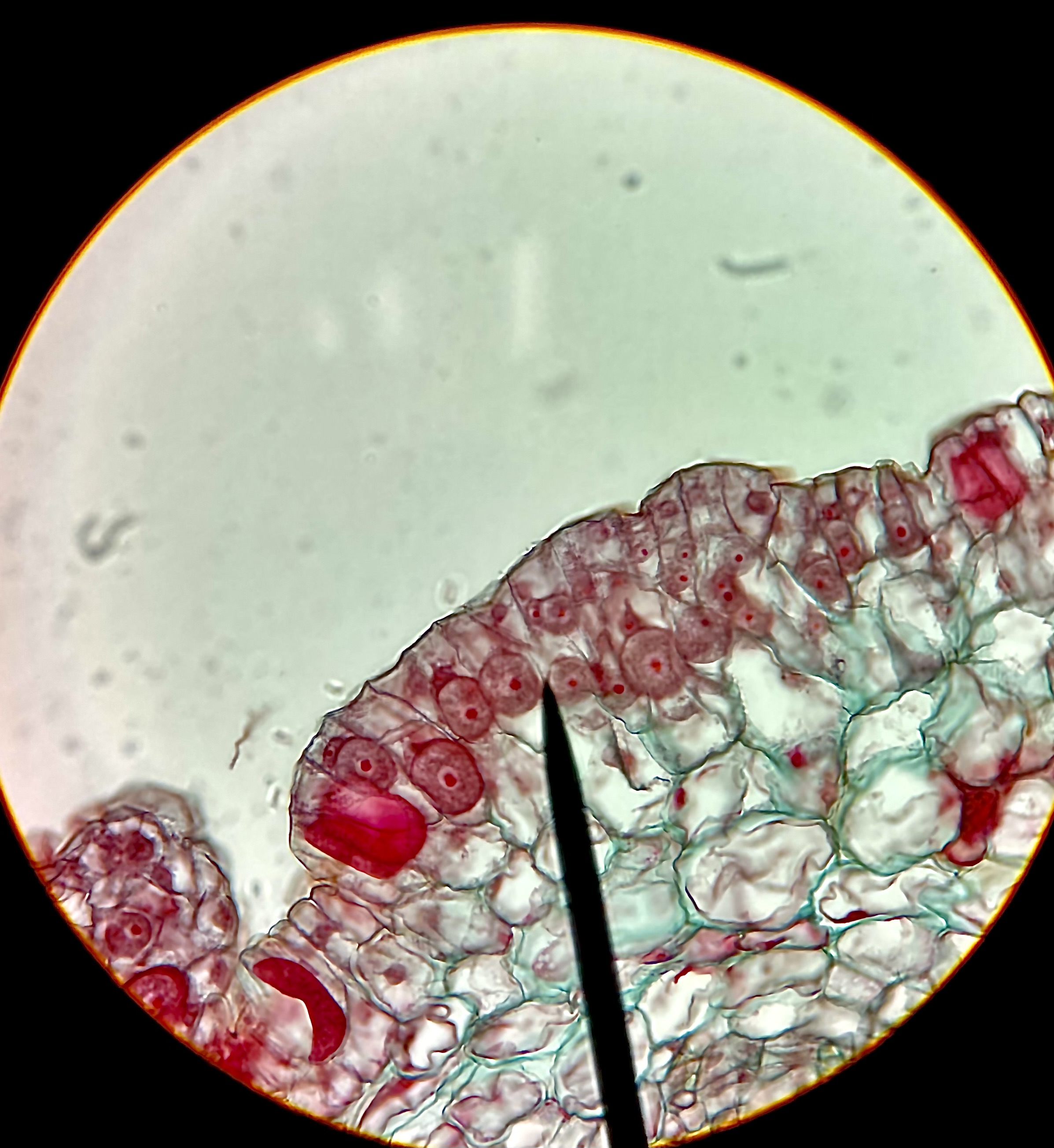 <p>what is this structure and what is it doing </p>