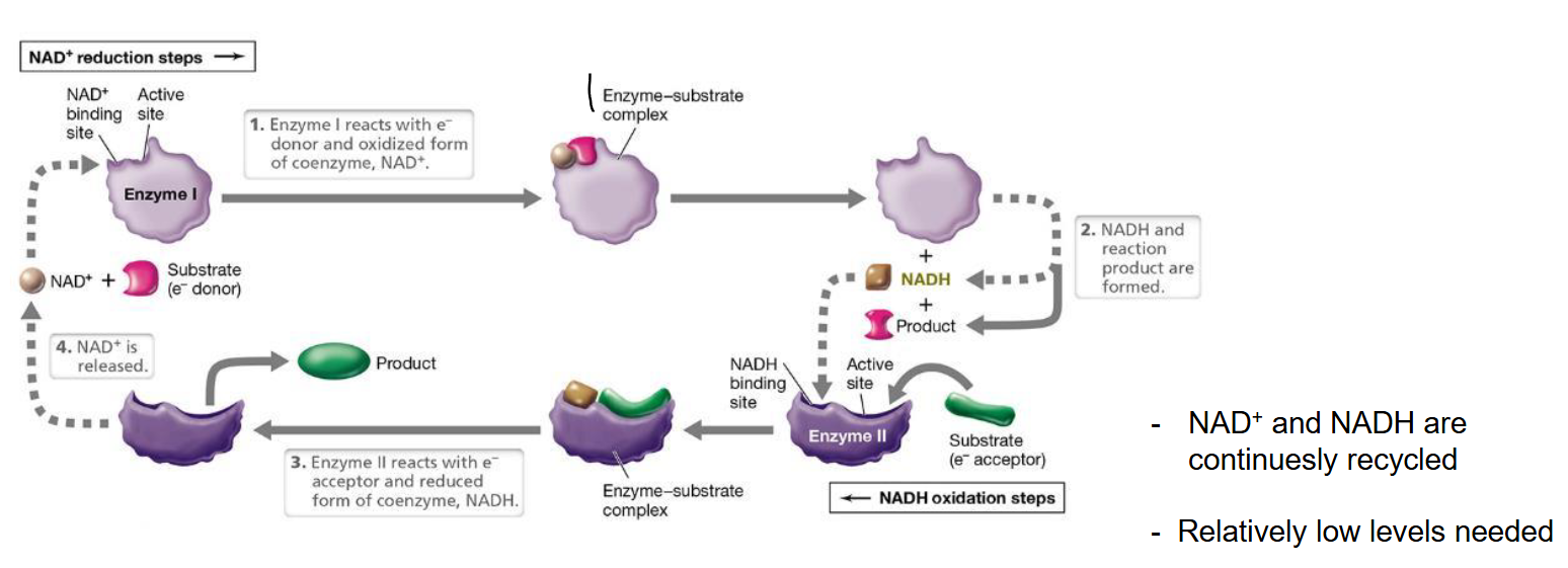 <p>Method to recycle NAD+/NADH</p><ol><li><p>Enzyme I accepts NAD+ and substrate (e- donor)</p></li><li><p>This releases NADH and the rest of the substrate without the electron</p></li><li><p>Now the NADH binds to enzyme II with the substrate (e- acceptor)</p></li><li><p>Afterwards the product has the e- and NADH is turned back into NAD+. The cycle begins again.</p></li></ol><p></p>