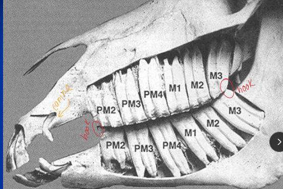 <ul><li><p><span style="background-color: transparent;"><strong>Hypsodont teeth:</strong><u> long crowns, short roots, enamel </u><strong><u>below</u></strong><u> gum line</u></span></p><ul><li><p><strong>Young: </strong><span style="color: red;"><strong>24 teeth</strong></span></p><ul><li><p><span style="color: red;"><strong>@ 6m → 3 deciduous incisors &amp; 3 premolars in each arcade</strong></span></p><ul><li><p><span style="color: red;"><strong>total 6 cheek teeth on each side</strong></span></p></li><li><p><span style="color: red;"><strong>White: milk teeth</strong></span></p></li></ul></li></ul></li><li><p><span style="background-color: transparent;"><strong>Adult:</strong></span><span style="background-color: transparent; color: red;"><strong> 36-44 teeth</strong></span><span style="background-color: transparent;"><u>, canines present in males</u></span></p></li><li><p><span style="background-color: transparent;"><strong><u>P1 =</u></strong><u> wolf teeth</u></span></p><ul><li><p><strong>total 6 cheek teeth on each side</strong></p></li><li><p><strong>Hooks on P2, 3rd molar</strong></p></li></ul></li></ul></li><li><p><span style="background-color: transparent;"><strong>Growth: crowns </strong></span><span style="background-color: transparent; color: red;"><strong><u>until 6-9y</u></strong><u>;</u><strong><u> wear 2-3 mm/yr</u></strong></span></p><ul><li><p><span style="background-color: transparent;">Continuous eruption to match wear; reserve crown <strong>↓</strong> with age</span></p></li></ul></li></ul><p></p>