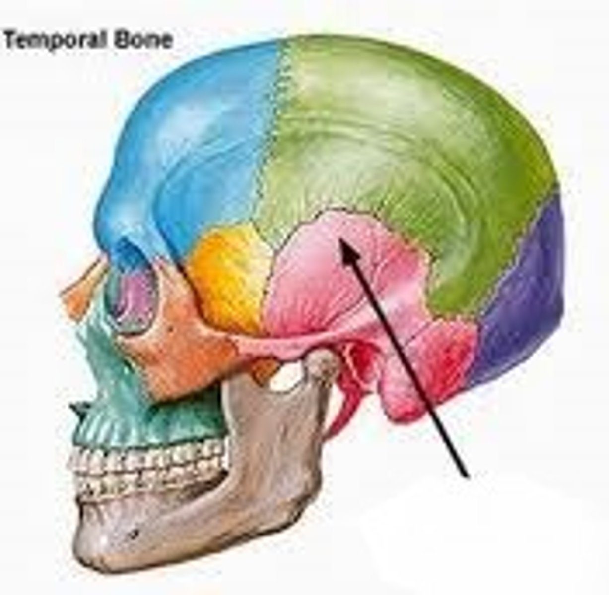 <p>thin, scale-like bone fragment that rises vertically from cranial walls and articulates with PARIETALS along squamosal sutures</p>