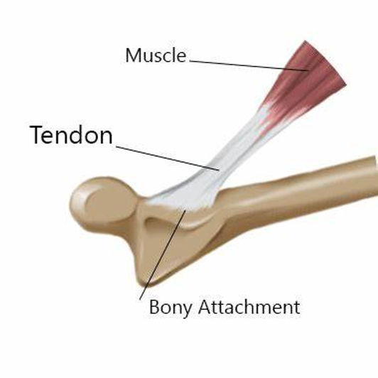 el tendón 