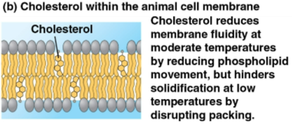 <p>Cholesterol</p>