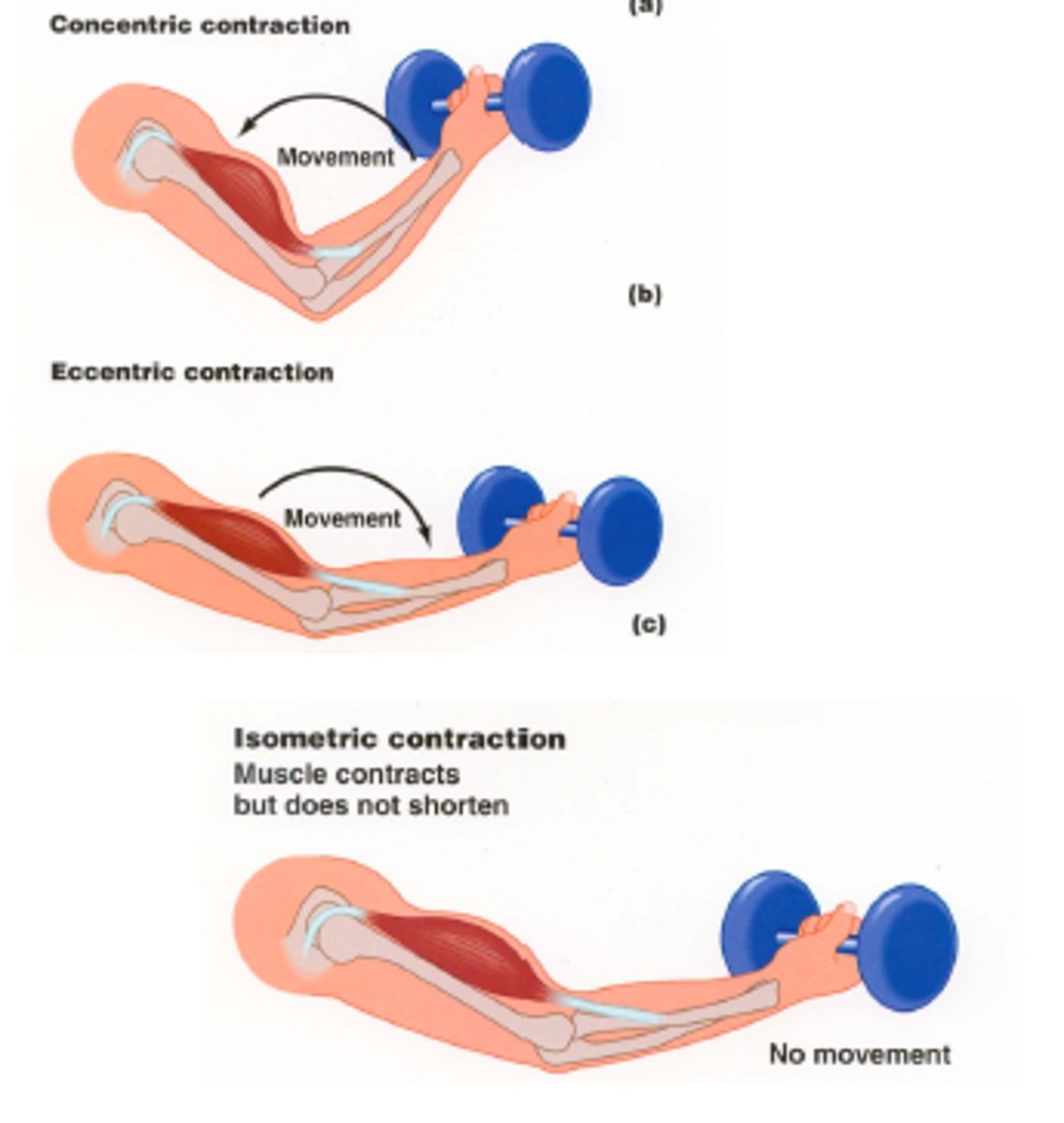 <p>the process in which a muscle becomes or is made shorter and tighter.</p>