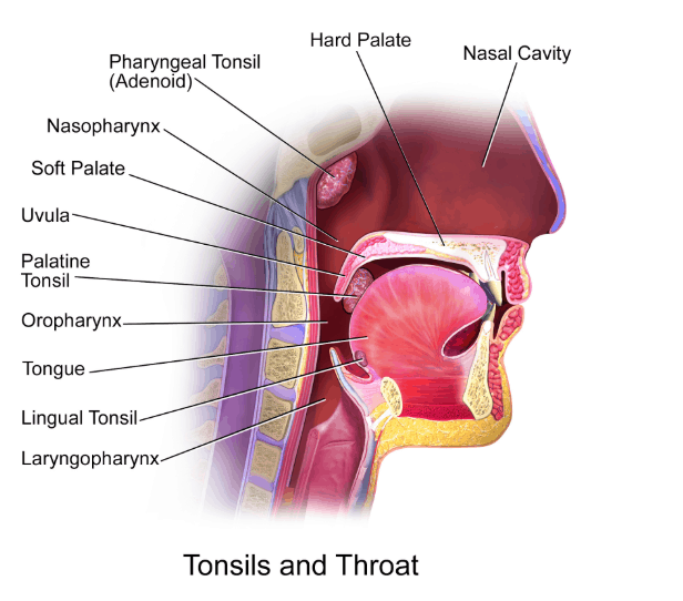 <p><span style="color: rgb(43, 49, 80)">The pharynx is a conduit for air and food. It is divided into three segments which contain lymphoid structures that play significant roles in protection and defense. Which segment of the pharynx contains the pharyngeal tonsils?</span></p><p></p><p><span style="color: rgb(43, 49, 80)"><em>The</em></span><strong><em> Nasopharynx</em></strong><span style="color: rgb(43, 49, 80)"><em> contains the</em></span><strong><em> pharyngeal tonsils </em></strong><span style="color: rgb(43, 49, 80)"><em>while </em></span><strong><em>oropharynx </em></strong><span style="color: rgb(43, 49, 80)"><em>contains the</em></span><strong><em> palatine tonsils</em></strong><span style="color: rgb(43, 49, 80)"><em>. The nasopharynx is exclusive for air passage. The oropharynx is the middle portion that serves as passageway for both food and air. The Laryngopharynx or Hypopharynx is the most inferior portion of the pharynx that also serves as passageway for both food and air.</em>*</span></p>