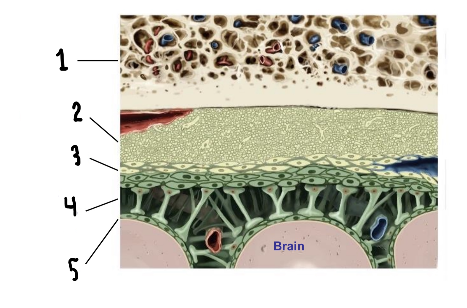 <p>Which are these layers of the meninges?</p>