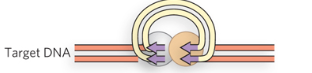 <p>Free hydroxyl ends on circular cDNA attack target DNA </p>