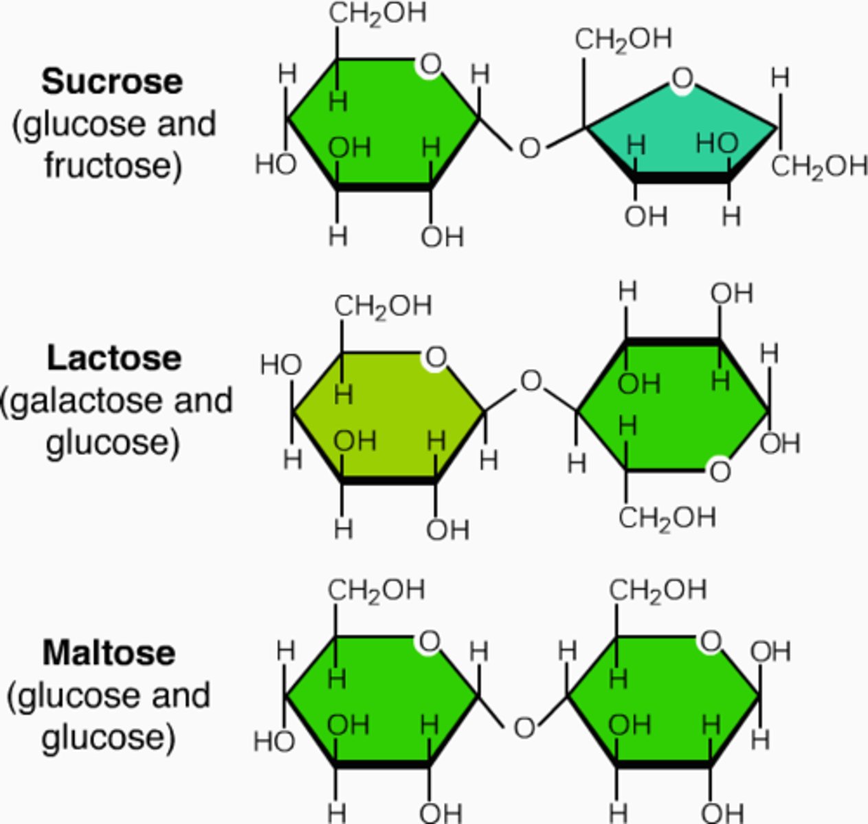 <p>1 - sucrose (glucose + sucrose) - table sugar</p><p>2 - lactose (galactose + glucose) - milk sugar</p><p>3 - maltose (glucose + glucose) - malt sugar</p><p>* all 3 disaccharides must be broken down to monosaccharides before absorption</p>