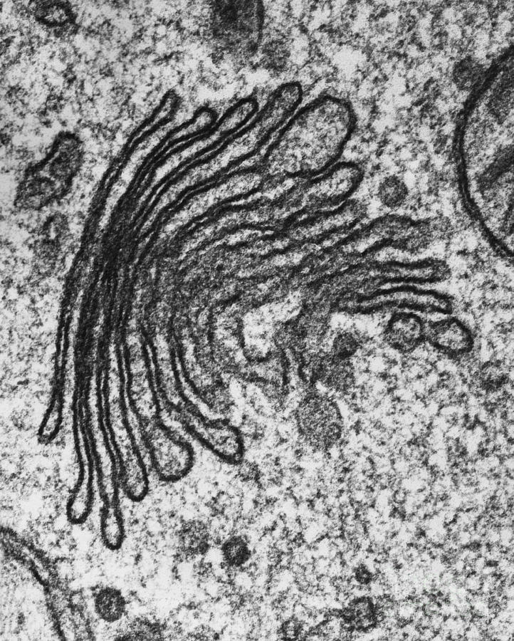 <p>Golgi apparatus</p>