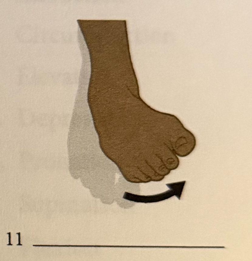 <p>turning the sole of the foot outward</p>