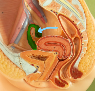 <p>Identify what the highlight/pointed to portion of the model is called.</p>