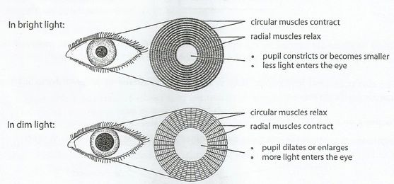 <p>RADIAL muscles RELAX<br />
CIRCULAR muscles CONTRACT<br />
pupils CONSTRICT<br />
LESS light enters eye</p>