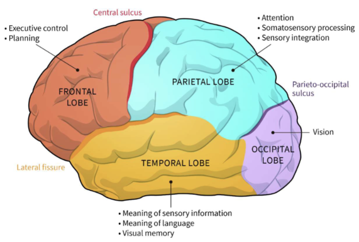 <ul><li><p><span><strong>Occipital</strong>: visual processing</span></p></li><li><p><span><strong>Frontal</strong>: executive functioning (as we age, this area becomes more connected and important) and planning</span></p></li><li><p><span><strong>Temporal</strong>: meaning of sensory information and language and visual memory</span></p></li><li><p><span><strong>Parietal lobe</strong>: attention, somatosensory processing, and sensory integration</span></p></li><li><p><span><strong>Limbic</strong>: emotional processing</span></p></li></ul><p></p>