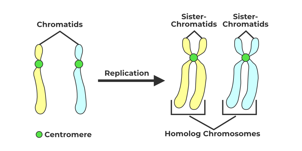 <p>The identical, copied halves of a chromosome formed during DNA replication.</p>