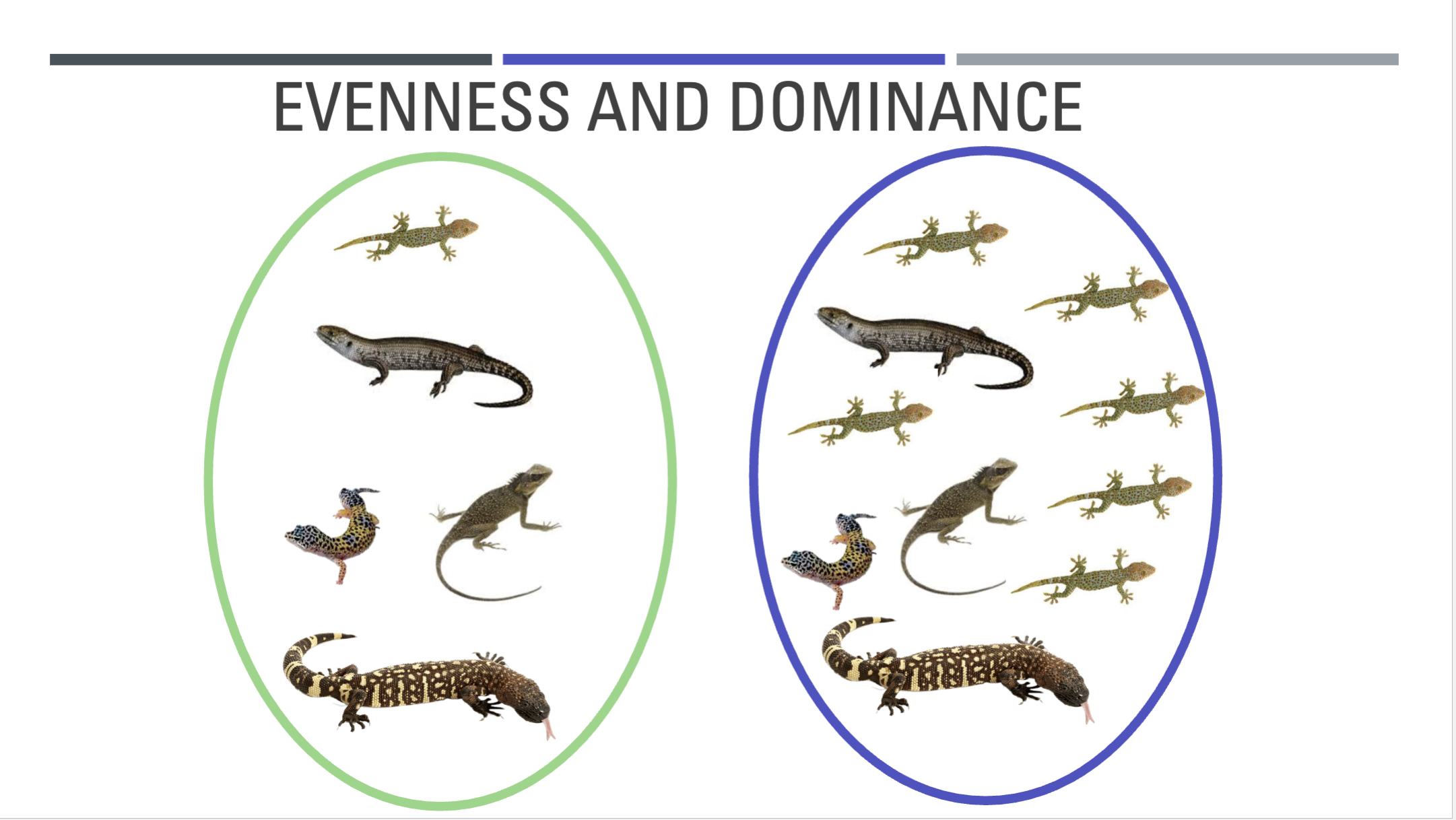 <p>EVENESS AND DOMINANCE</p>