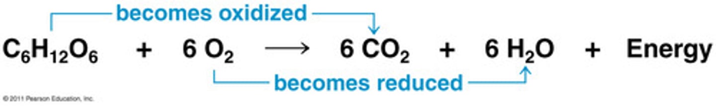 <p>OIL RIG</p><p>reduction is gain of electrons, decreased charge</p><p>reduction potentials are for the reactants of reduction rxn</p><p>easily reduced: neutral nonmetals, anything ending with O, halogens</p><p>oxidation is loss of electrons, increased charge</p><p>oxidation potentials are for the reactants of oxidation rxn</p><p>easily oxidized: H2, neutral metals, anything ending with H</p><p>redox reactions can be coupled so that a non-spontaneous reaction can occur, check the reduction potentials!</p><p>the ETC is a series of reductions, so each step has a higher standard reduction potential, with O2 -> H2O having the highest</p>