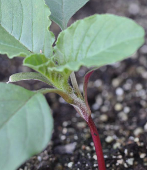 <p>Smooth pigweed (Amaranthaceae)&nbsp;</p>