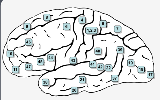 <p>‘Map’ of the cortex </p>
