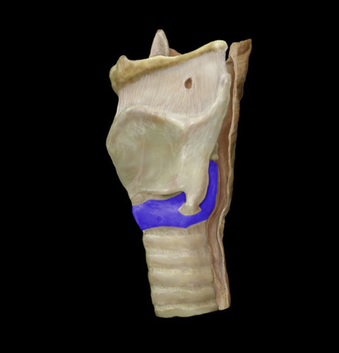 <p>A ring-shaped cartilage located below the thyroid cartilage in the larynx.</p>