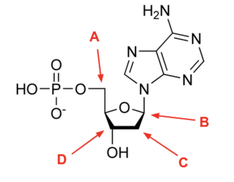 <p><span>Identify the 5’ carbon on the nucleotide below:</span></p>