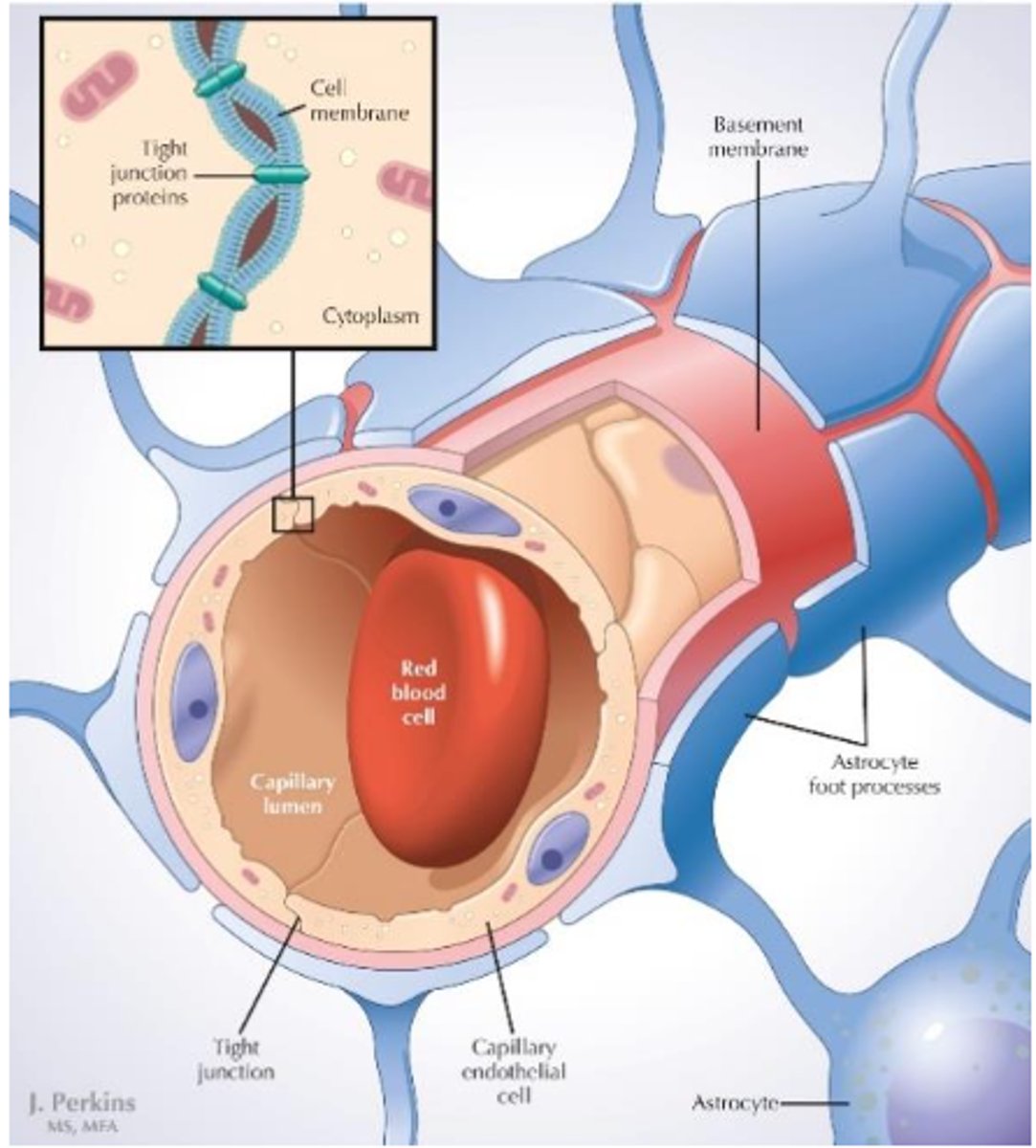 <p>cover capillaries and help control what substances can pass from the blood into the brain, keeping out harmful molecules.</p><p>if they didn't, body would attack our own neurons.</p>