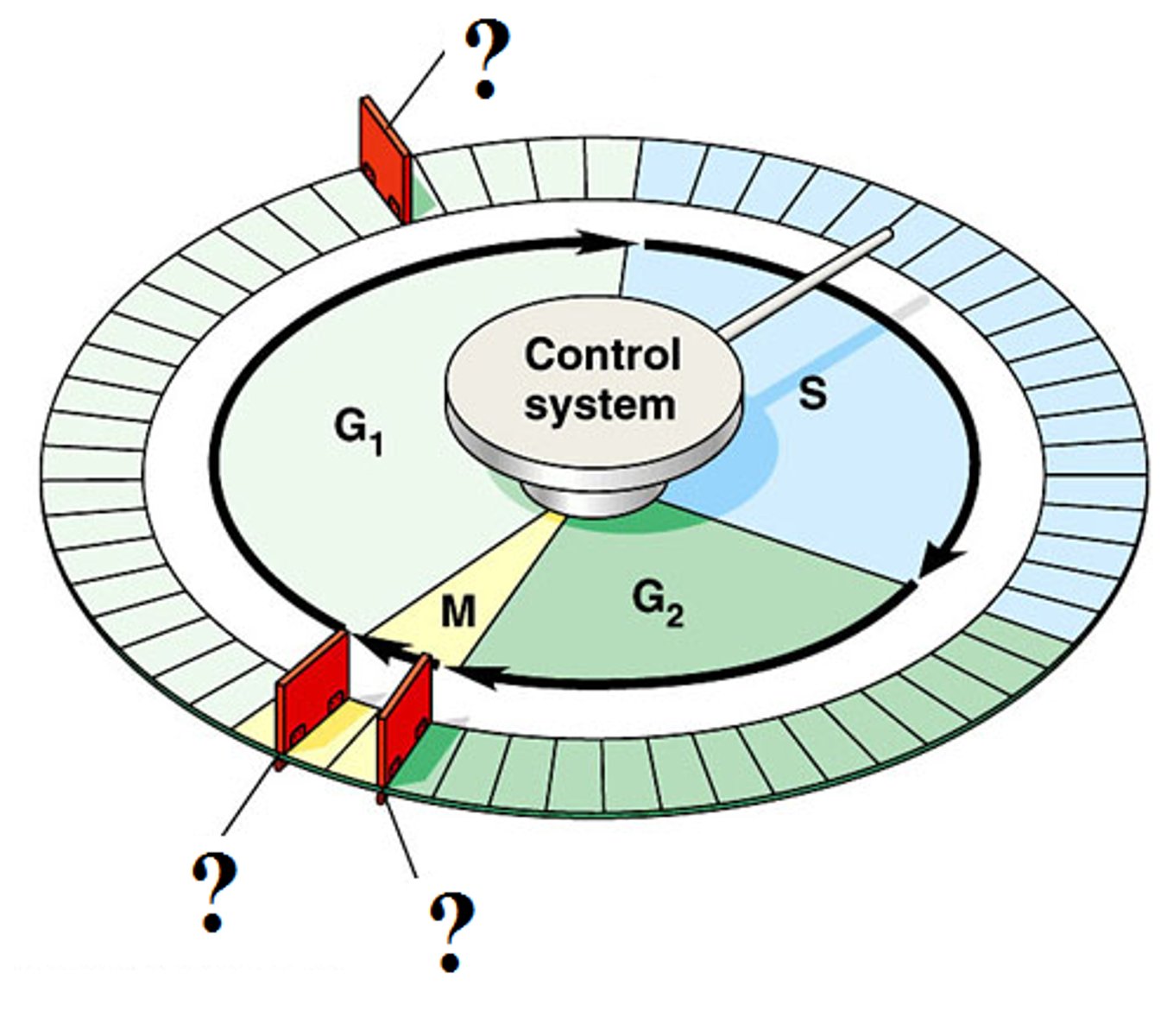<p>A critical control point in the cell cycle where stop and go-ahead signals can regulate the cycle.</p>