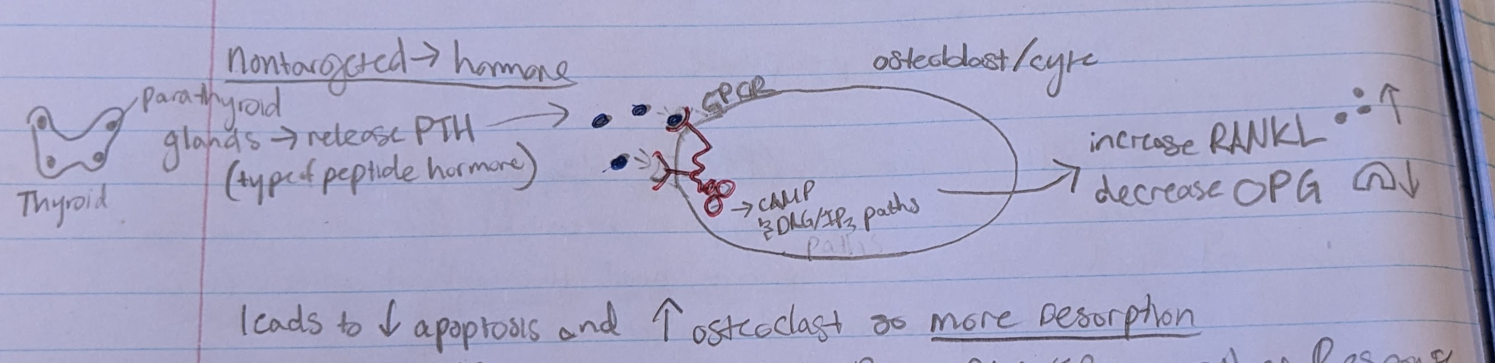 <p>-parathyroid glands release PTH</p><p>-PTH bind to GPCR pathway in osteoblast/cyte</p><p>-activate cAMP and DAG/IP3 pathway</p><p>-cell increase RANKL and decrease OPG → more resorption </p>