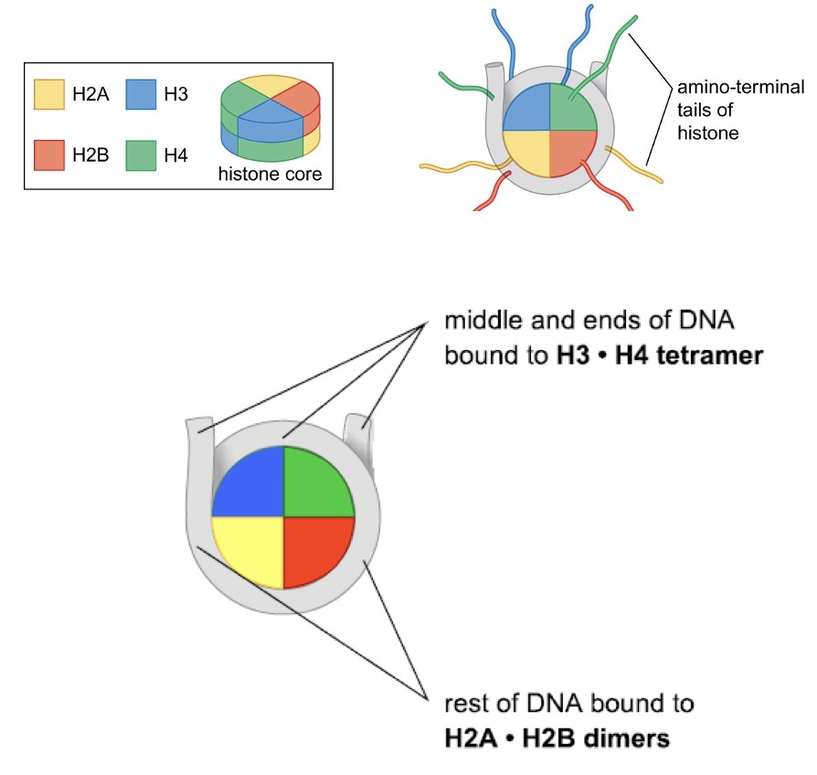 H3∙H4 tetramers bind the middle and ends of DNA, H2A∙H2B dimer binds DNA on one side of the nucleosome