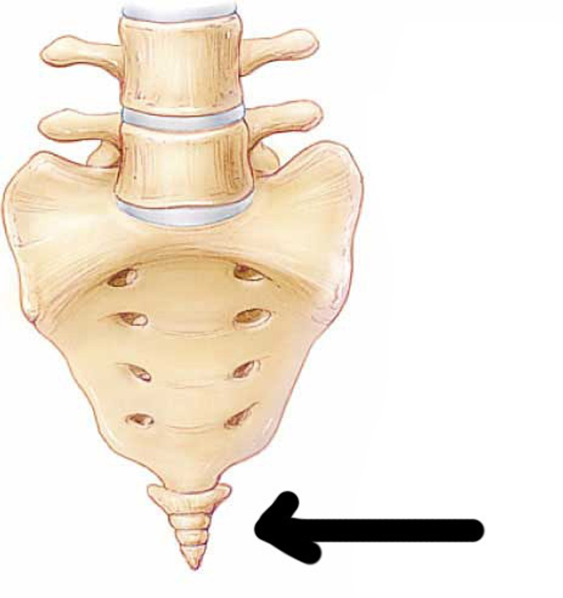 <p>the tailbone, made up of the four fused vertebrae at the base of the spinal column</p>