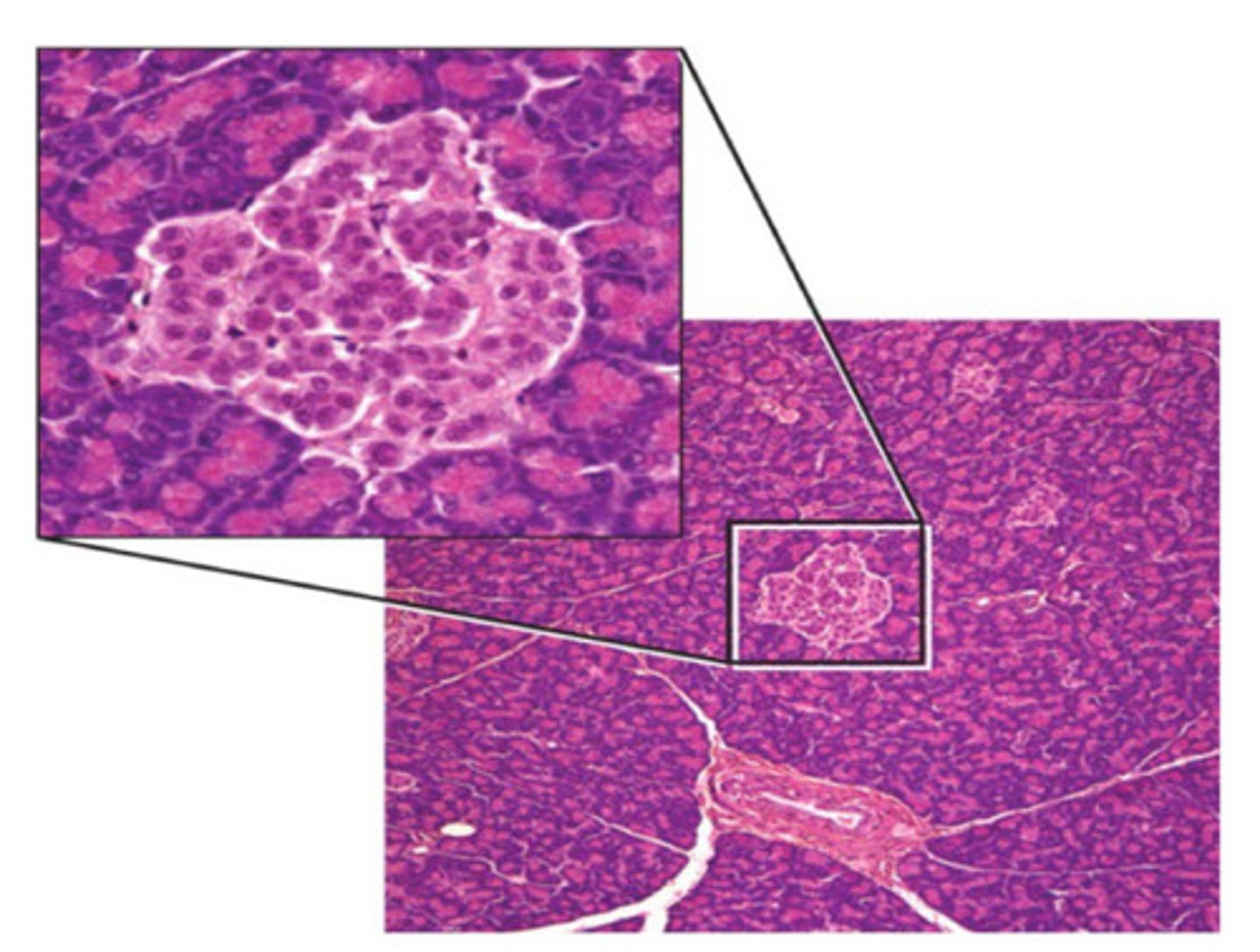 <p>Islets (pancreas)</p>