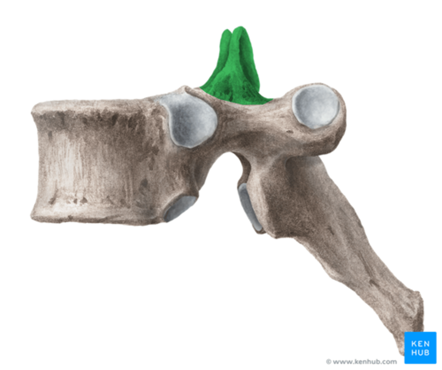<p>Ledutskotten där kotorna ledar mot varandra</p>