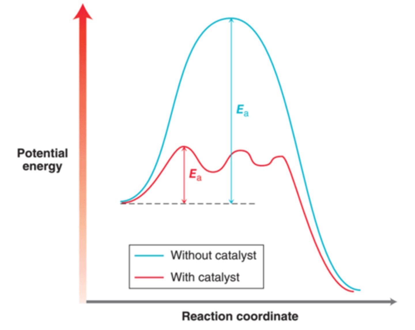 <p>Catalytic hydrogenation is accomplished by treating an alkene with H2 gas and a metal catalyst, often under conditions of high pressure. The role of the catalyst is shown in energy diagram in this image. The pathway without the metal catalyst(blue) has a very large energy of activation(Ea), rendering the reaction too slow to be of practical use. The presence of a catalyst provides a pathway(red) with a lower energy of activation, thereby allowing the reaction to occur more rapidly</p>