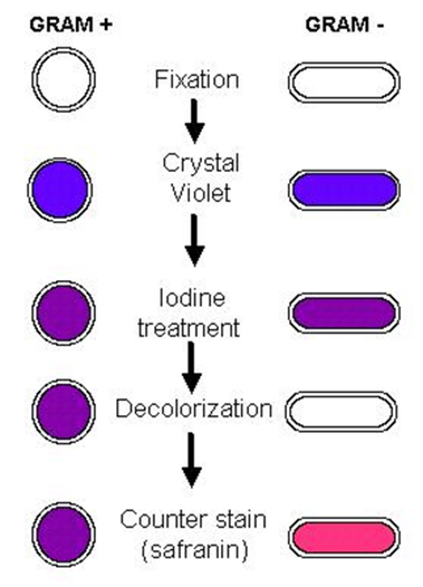 <p>1. Fixation</p><p>2. Crystal Violet</p><p>3. Iodine Treatment</p><p>4. Decolorization</p><p>5. Counterstain Safranin</p>