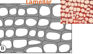 <p><span>Lacunar collenchyma is </span><strong><mark data-color="unset" style="background-color: unset; color: inherit;">a type of plant tissue where cells have unevenly thickened primary cell walls</mark></strong></p>