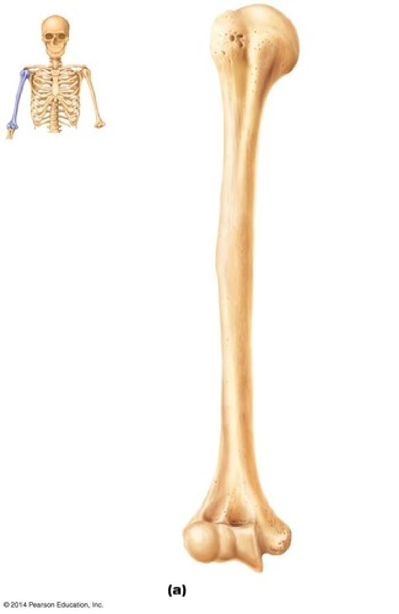 <p>It is where the radial nerve runs along the shaft of the humerus</p>